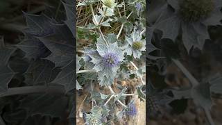 Panicaut maritimeEryngium maritimumСинеголовник приморскийshorts [upl. by Allcot]