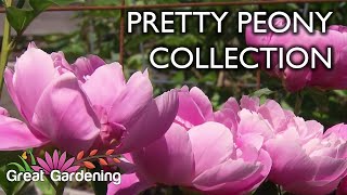 Pretty Peony Collection  Garden Tour [upl. by Lyrrad]