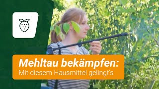 Mehltau bekämpfen Mit diesem Hausmittel gelingts [upl. by Sydelle188]