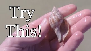 How to find shells on Sanibel Island [upl. by Aronson57]