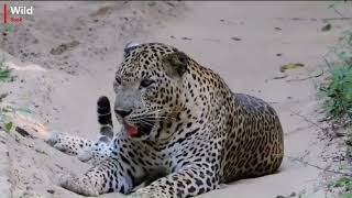 Magnificent Big Cats In Their Natural Habitat  Sri Lankan Leopard  Documentary Of Animals [upl. by Barcellona367]