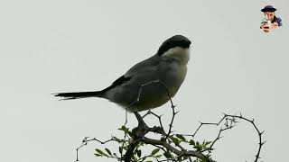 صوت الصرد الرماديPiegrièche grise بوراس الجزائر algerie wildlife wildlifephotography [upl. by Alyt854]