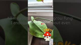 Growing Mushrooms houseplants houseplants fungi [upl. by Calv]