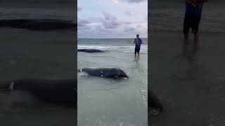 RARE Manatee Sighting On Treasure Island Beach [upl. by Annig]