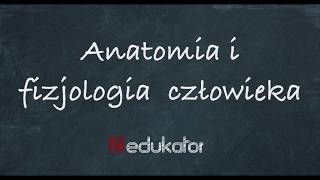 22 Anatomia i fizjologia człowieka  tutorial edukatorpl [upl. by Akfir340]