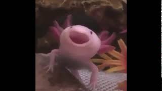 Axolotls Island meme [upl. by Benildis]