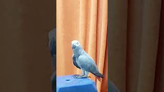 africangreylover parrot africangrey greyparrots [upl. by Harriot]