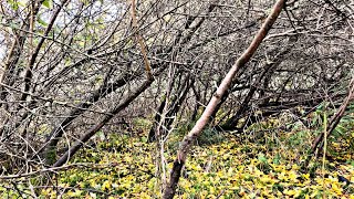 Searching for Blackthorn to make Shillelaghs and Walking Sticks [upl. by Xerxes]