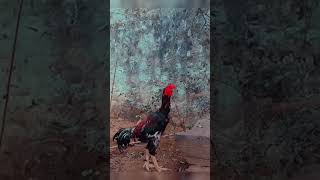 Patta seval 🔱sandakozhi shorts viralvideo trending sandakozhichannel aseel pattasevalsandai [upl. by Helm]