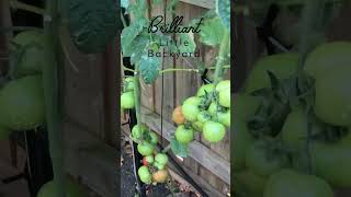 Moneymaker tomatoes magnificent gardening organic grow vegetable garden tomato moneyshorts [upl. by Alburg]