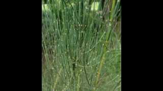 Ephedra Herb Health Benefits [upl. by Gerdeen303]