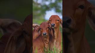 What Cows in Your Dreams REALLY Mean Dream Symbolism Explained [upl. by Anyek734]