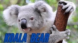 Koalas Australias Adorable Tree Dweller [upl. by Willner]