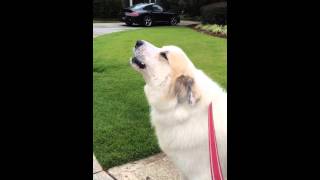 Great Pyrenees quotBrucequot Howling [upl. by Clintock]