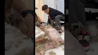 Very aggressive dog grooming😍 pets groomed catcare funny cats grooming animals [upl. by Danialah759]