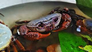 Catching wild stone crabs in forest streams [upl. by Kaltman]