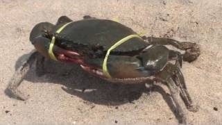 केकड़ा  Crab  Crabe  alimasag  Kepiting  سلطعون  螃蟹  カニ  caranguejo  Κάβουρας I краб [upl. by Issirk]