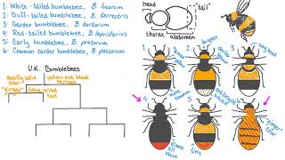 Dichotomous Keys Explained [upl. by Hagar]