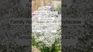 A study review of gypsophila flowers horticulture sweetgarden flowertypes garden [upl. by Kylila725]