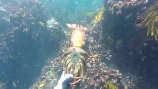 SSD Spearfishing Clip 6 Norkfolk Island amp Narooma [upl. by Naret]