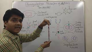 Fluoroquinolones Mechanisms of ActionTarget Site Topoisomerase Inhibitor How Fluoroquinolone Work [upl. by Ettegirb165]