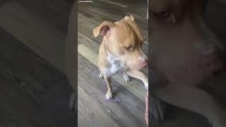 shorts Mischievous Doggo Gives Grandma Hell dog pet animallovers pitbull [upl. by Meri]