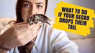 WHAT TO DO IF YOUR CRESTED GECKO DROPS IT’S TAIL Helpful tips  Handling [upl. by Townsend560]