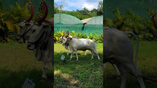 Botanical Garden nature natural viralvideo viralshorts travel kolhapur rural rurallife [upl. by Haldeman]