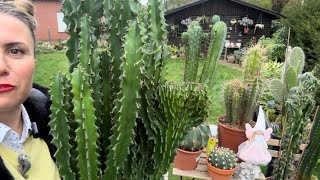 KUTU AÇALIM🌸ÖZEL TÜR MÜDÜR🍀EUPHORBIA CRISTATA kaktusbakımı sukulentbakımı [upl. by Eardna]