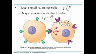 Cell communication 1 [upl. by Wiatt]