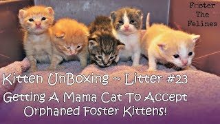 Kitten UnBoxing 23  Mama Cat Loves Orphaned Foster Kittens  Litter 23 [upl. by Susy675]