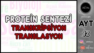 4 Protein Sentezi  Transkripsiyon  Translasyon [upl. by Geoff]