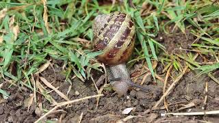 Snail in the grass [upl. by Annaili]