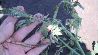 Identifying amp Managing Fusarium Diseases in Tomato [upl. by Talich]