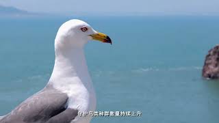 Discover the Majestic Gull Kingdom on Hailu IslandA Haven for BlackTailed Gulls amp Chinese Egrets [upl. by Nylanna]