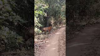 This morning bajirao male 🐯 rukhad buffer tiger shorts shortvideo close encounters 😱9131161090 [upl. by Orton]