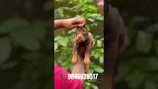 European doberman puppies for sale in kerala 📍📞9846628517 shorts [upl. by Harday286]