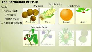 Development of Embryo and Formation of Fruit [upl. by Nnad]