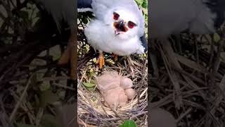 Black winged kite bird babies P 30 shortsfeed trendingshorts [upl. by Methuselah]