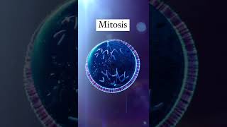 ‏Mitosis mitosis celldivision cellbiology microbiology microbiologist microorganism [upl. by Bloom]