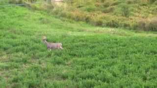 Bowhunting with Swhacker Broadhead [upl. by Niraj]