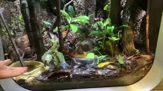 Detroit Zoo  Educational Lesson Fringed Leaf Frogs [upl. by Wells]