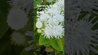 Ageratum houstonianum 꽃말quot신뢰quot💕 Floss Flowersホワイトカッコウアザミ아게라텀불로화不老花멕시코엉겅퀴 꽃이름 flower name 花の名前 [upl. by Ennayar]