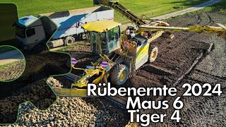 Rübenernte 2024 in Hermeskeil  Mit Ropa Verlade Maus 6 Roder Tiger 4 landwirtschaft ​​ [upl. by Nalyk633]