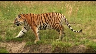 Safari park quotBeekse Bergenquot Part 1 1080p HD [upl. by Lambrecht]