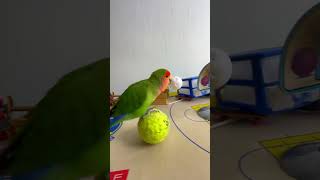 Bird Training  Smart lovebird Parrot  Smart Little Cute Parrot training smartparrot cute [upl. by Ellatnahc549]