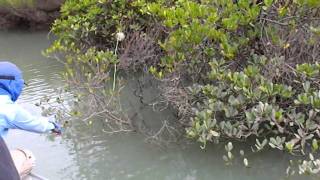 Mud crabbing In stanage Bay Nth Queensland [upl. by Eamon738]