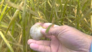 How to Harvest the Biggest Bay Scallops Every Season [upl. by Apfelstadt]