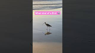 Beach bird birds beach ocean california torreypines birdwatching waves photography views [upl. by Clemmie]