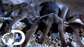 The Tarantulas of Australia  Ultimate Spiders [upl. by Britt]